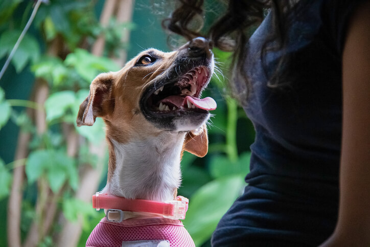 fresno dog bite attorney